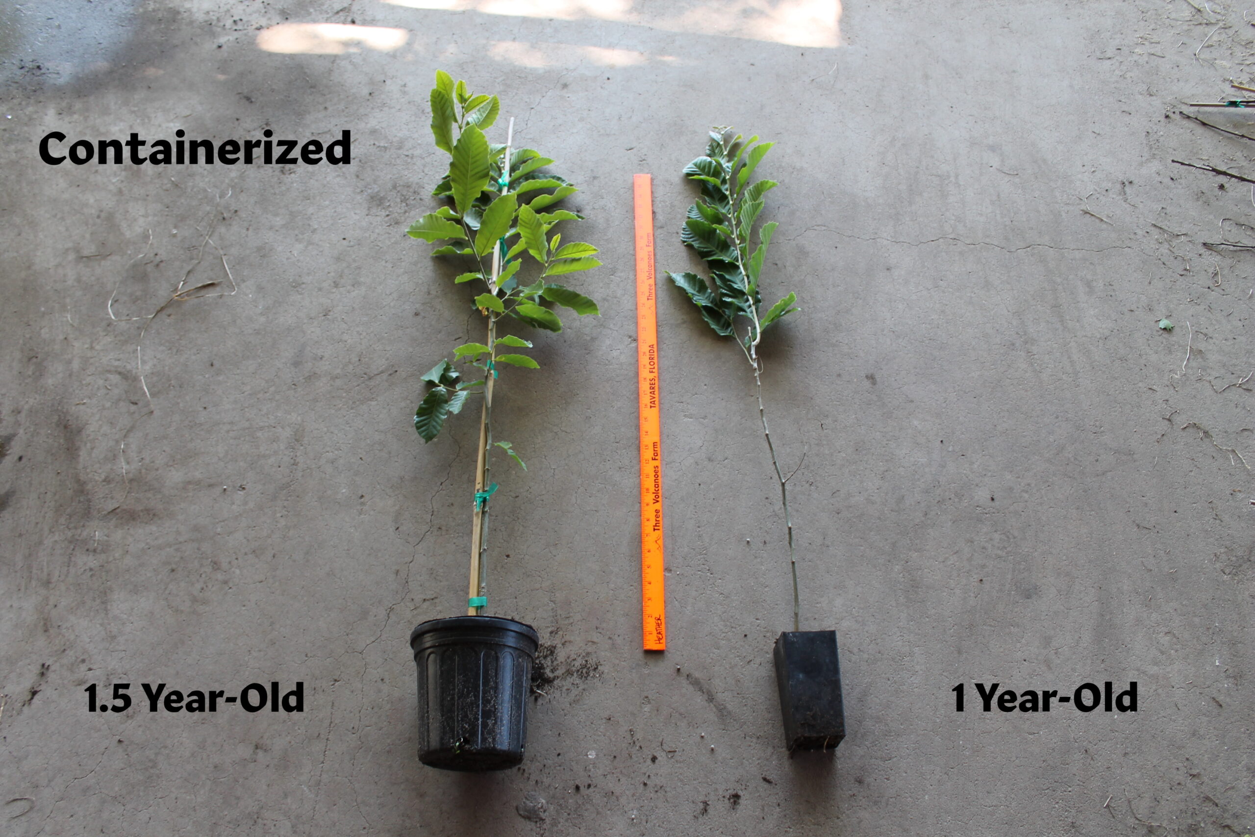 thumbnail image 2 of First Year Dustan Chestnut Tree Seedling – Edible, Potted, Ready To Plant 2 of 4