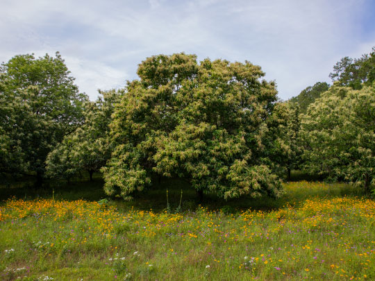 Superior Plum Tree – Southern Idaho Landscape Center