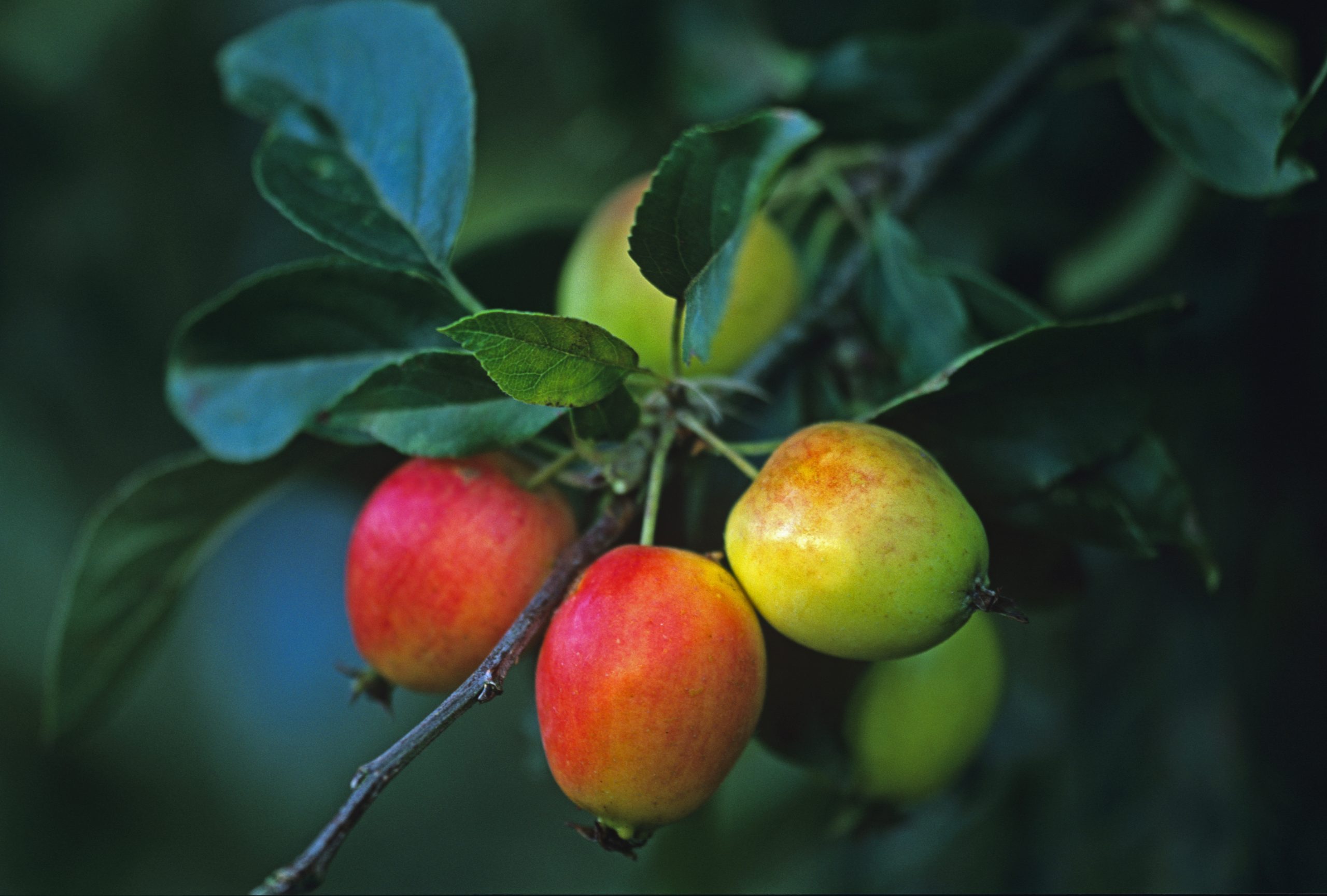 crabapple tree fruit