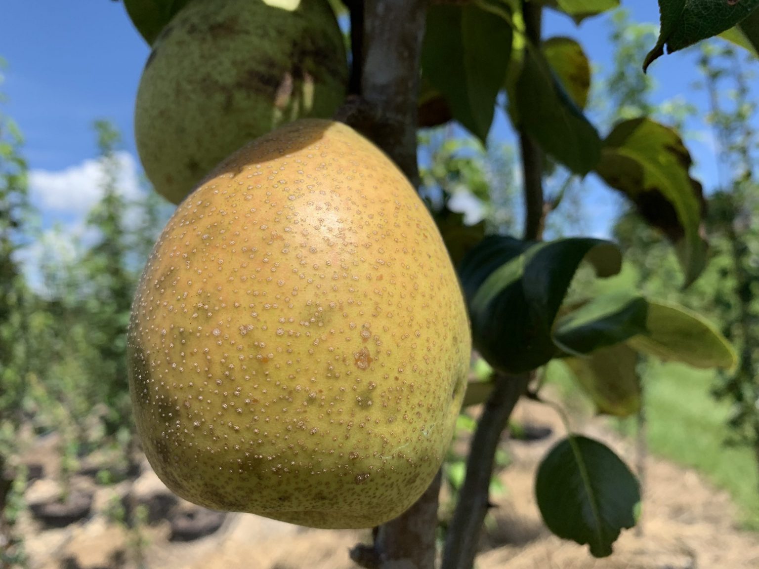 Baldwin Pear Chestnut Hill Outdoors
