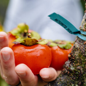 Matsumoto Persimmon Tree