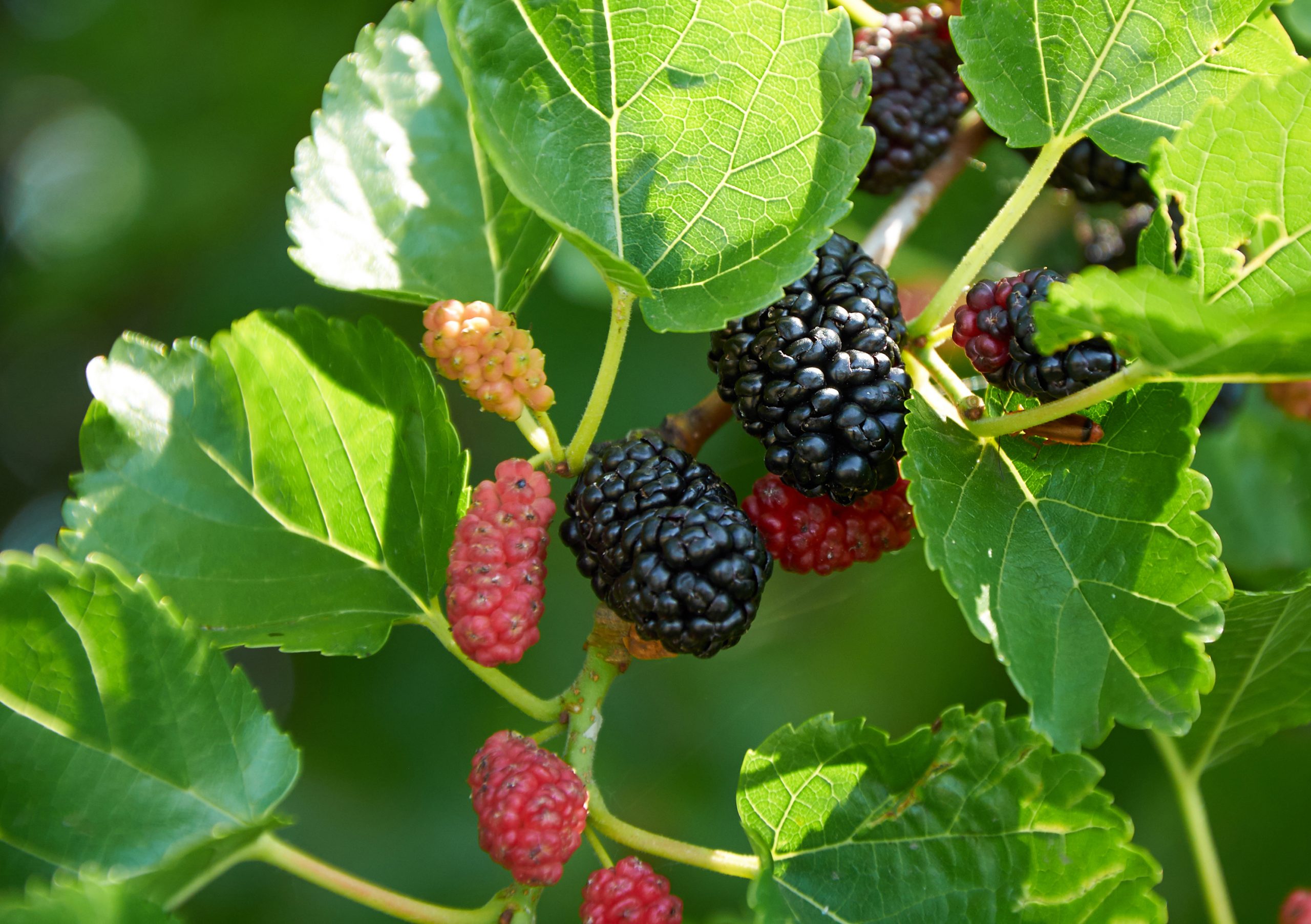 mulberries everbearing chestnut