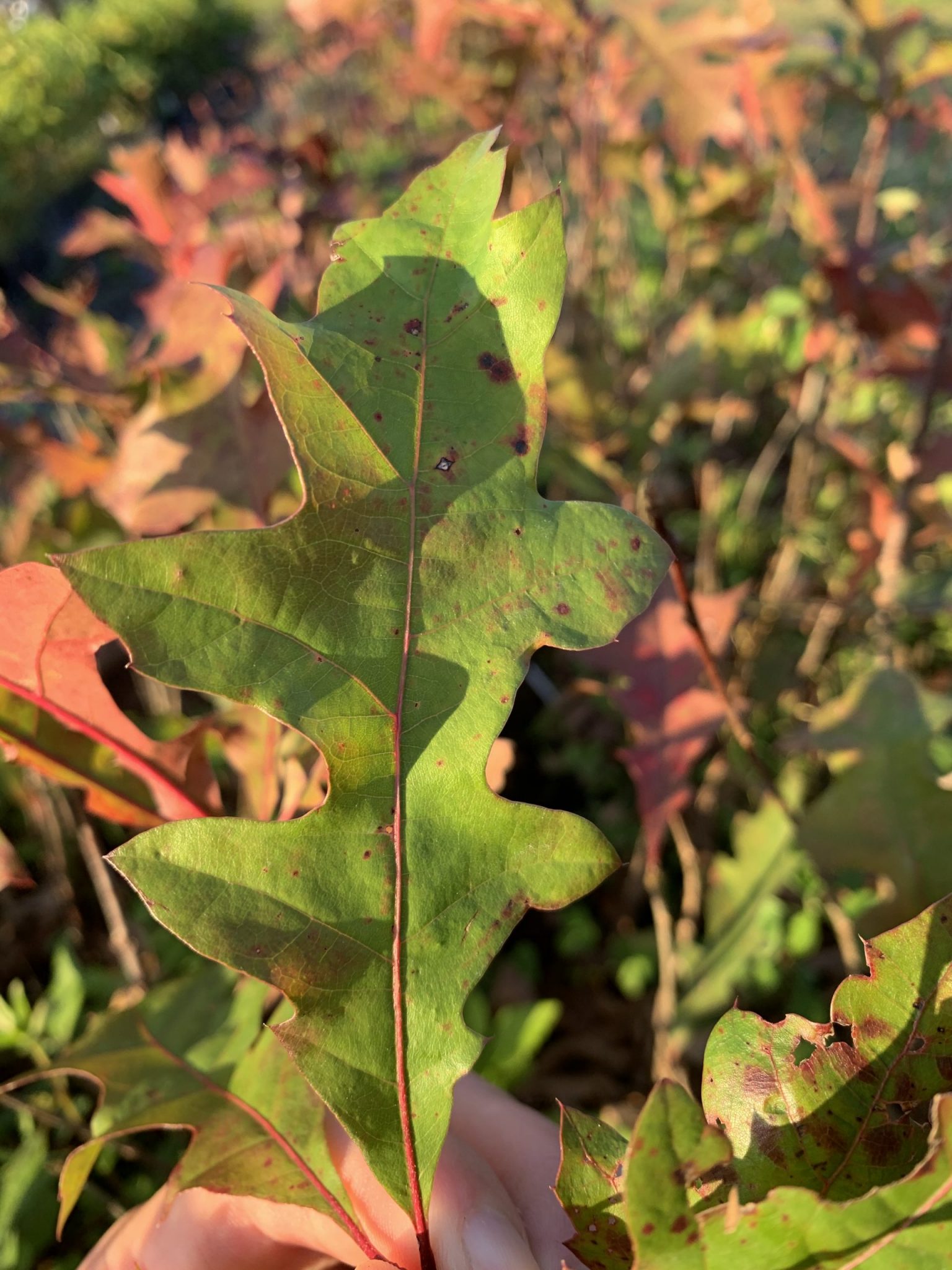 Pin Oak Chestnut Hill Outdoors