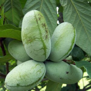 American Paw Paw Tree