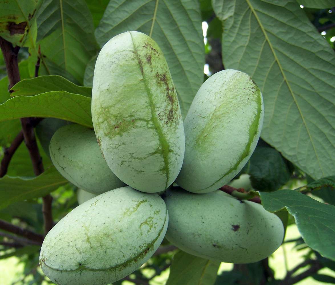 American Paw Paw Tree