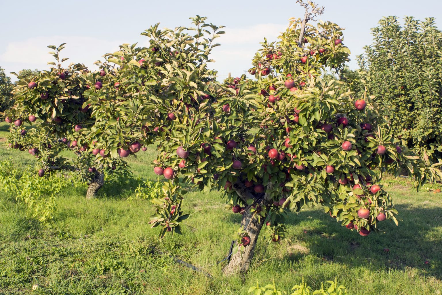 Arkansas Black Apple Chestnut Hill Outdoors