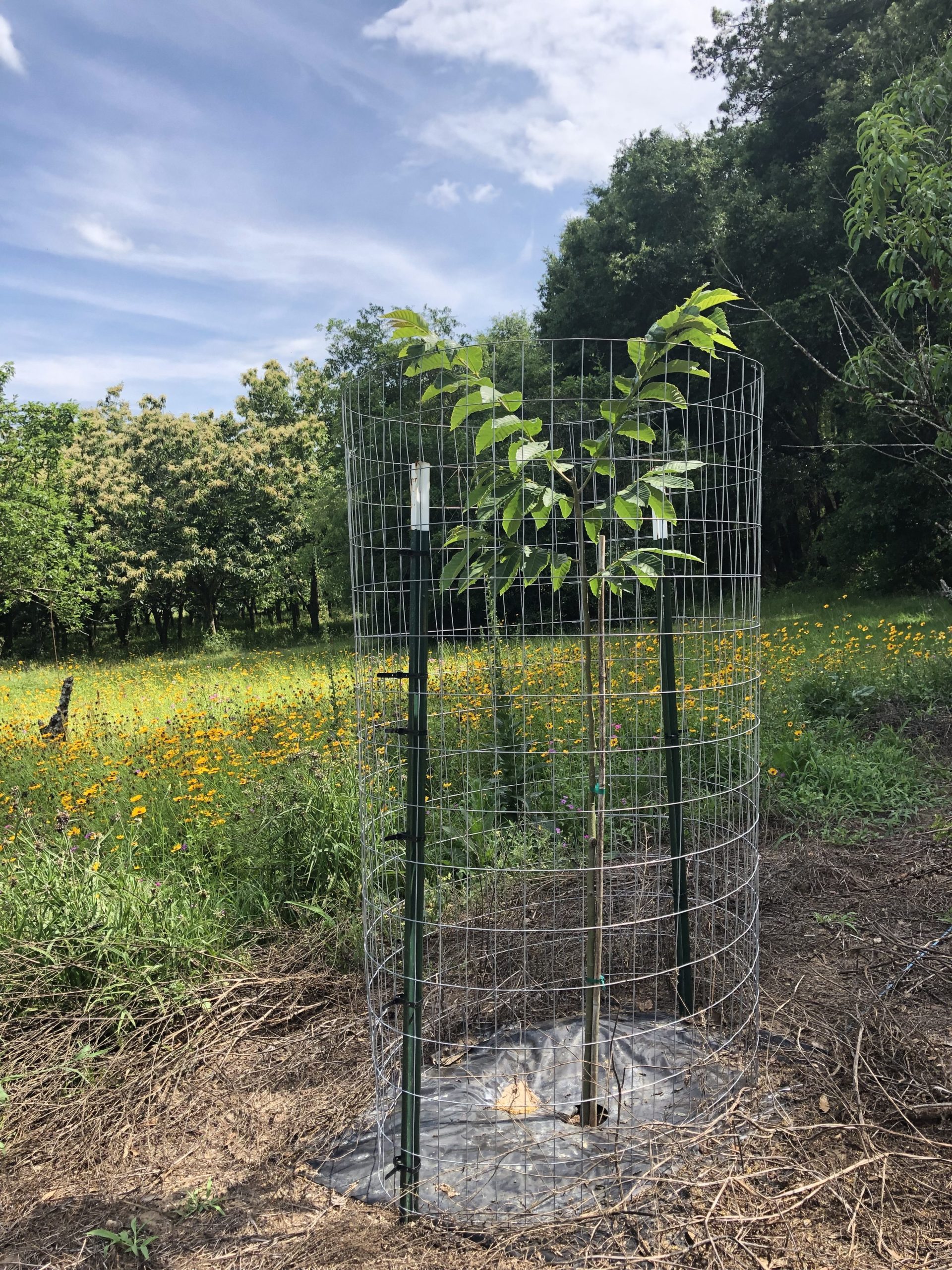 Weed Control - Chestnut Hill Outdoors