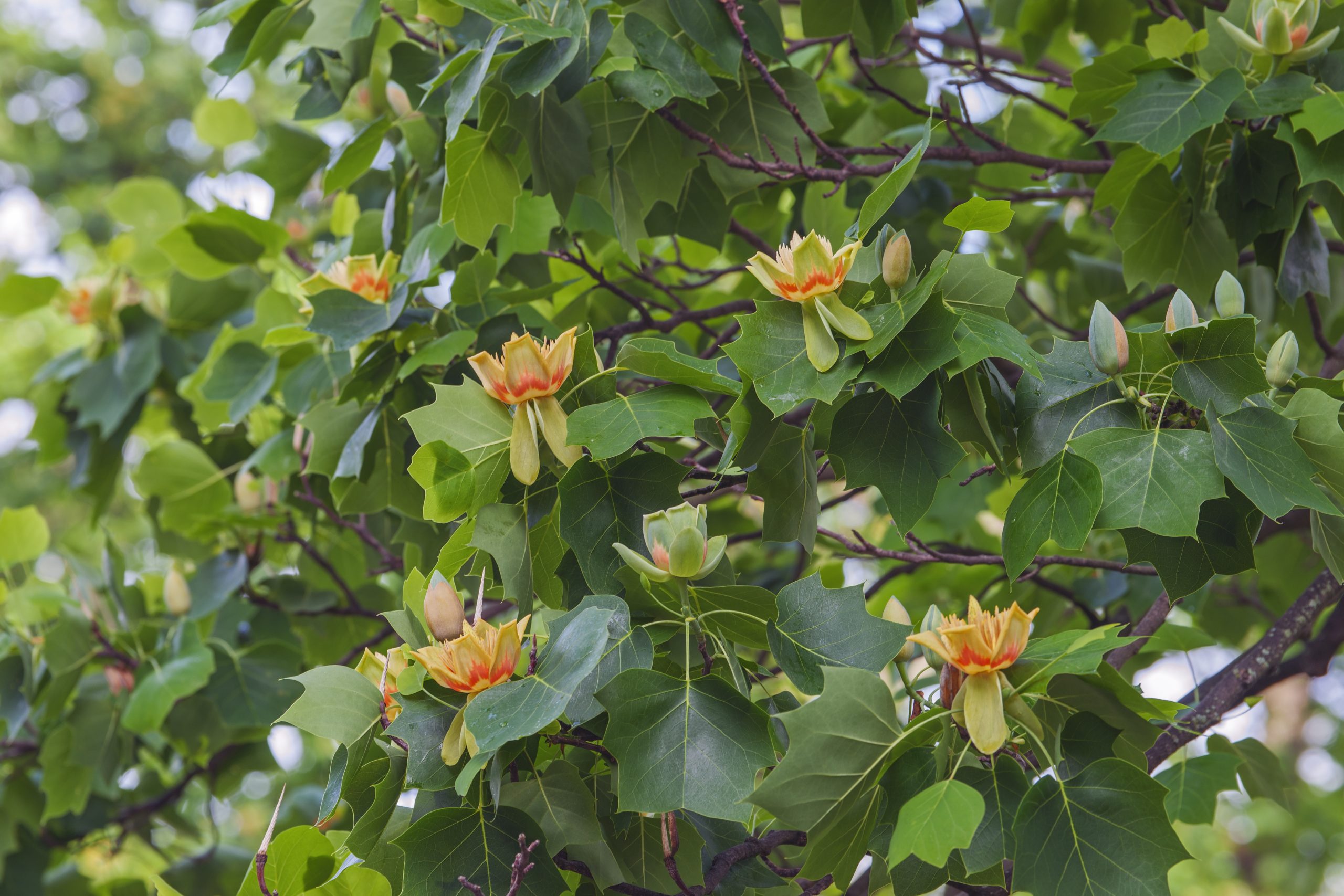 Tulip Poplar Chestnut Hill Outdoors