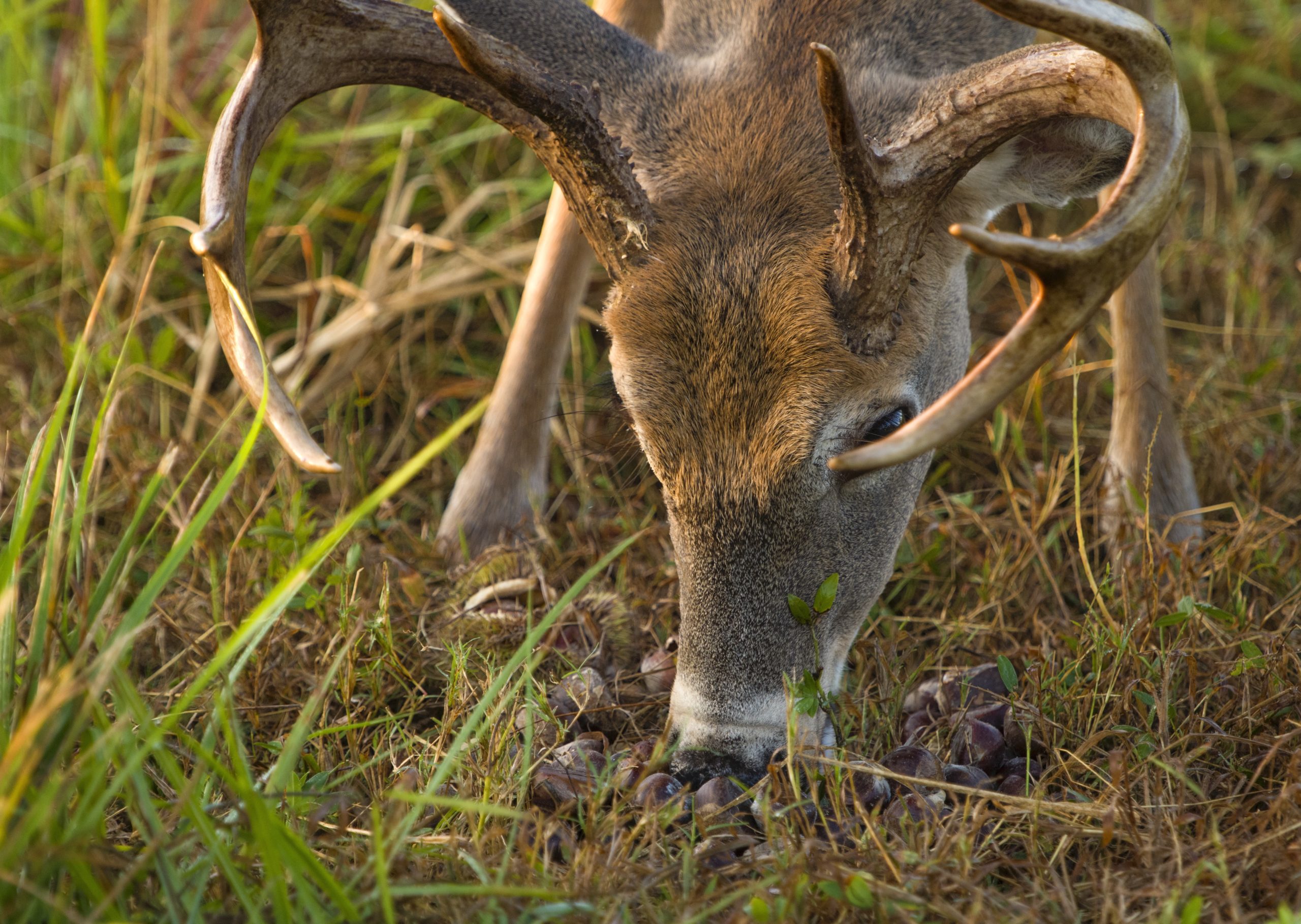 Acorns deals for deer