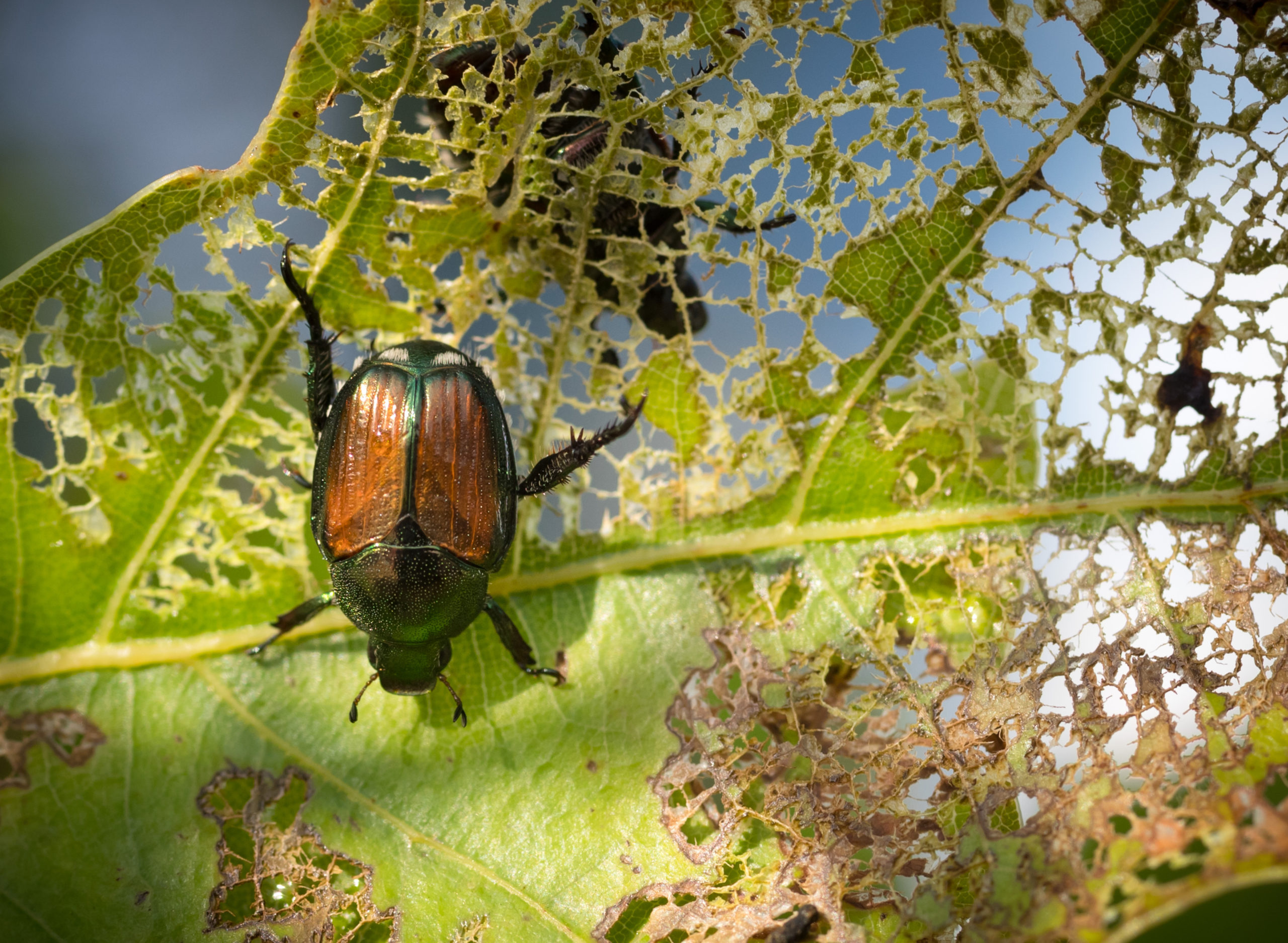 Pine bark beetles taking advantage of drought  Mississippi State  University Extension Service