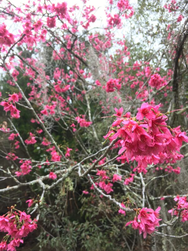 Taiwan Flowering Cherry Tree