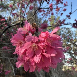 Taiwan Flowering Cherry Tree
