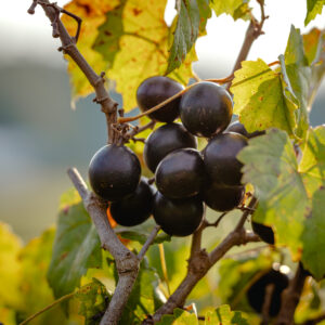 Alachua Muscadine Grape Vine