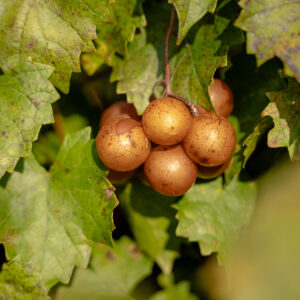 Welder Muscadine Grape Vine