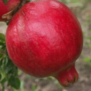 Nikitski Ranni Pomegranate Tree