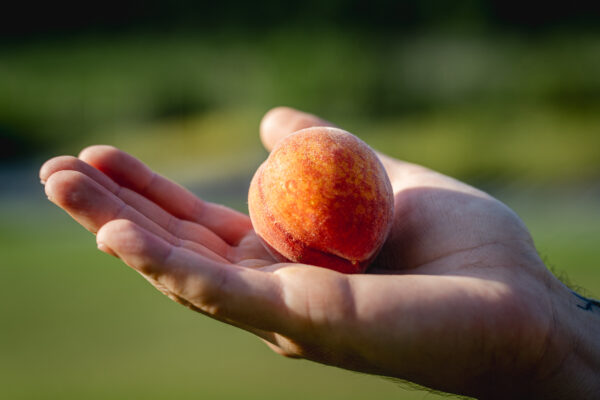 TropicBeauty Peach (Low-Chill)