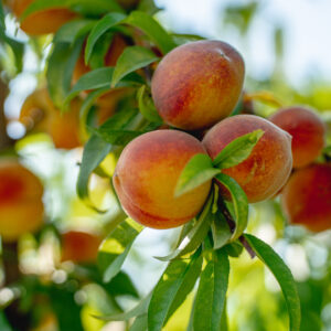 Flordaprince Peach (Low-Chill)