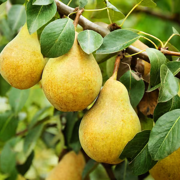 Bartlett Pear Tree