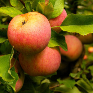 Fuji Apple Tree