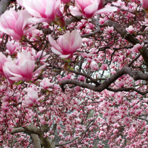 Ann Japanese Magnolia Tree
