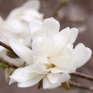 Dr. Merrill Japanese Magnolia Tree