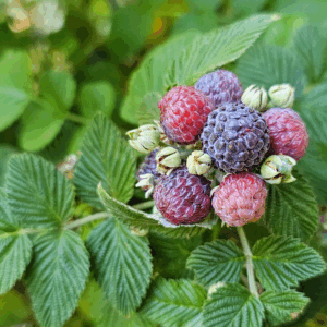 Mysore Raspberry Bush