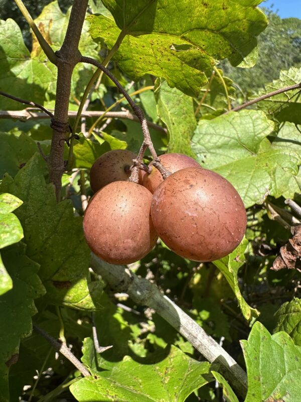 Chestnuts Treee Summit Muscadine Grape Vine – Chestnut Hill Outdoors