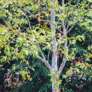 Sycamore Tree