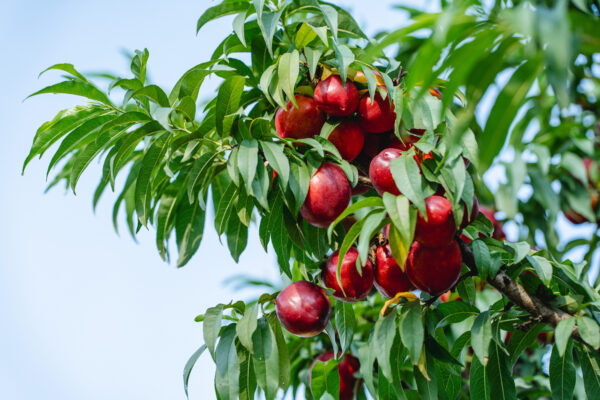 Sunraycer Nectarine Tree Low Chill – Chestnut Hill Outdoors