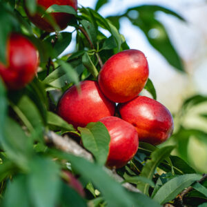 Sunraycer Nectarine Tree