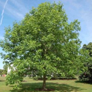 Green Ash Tree