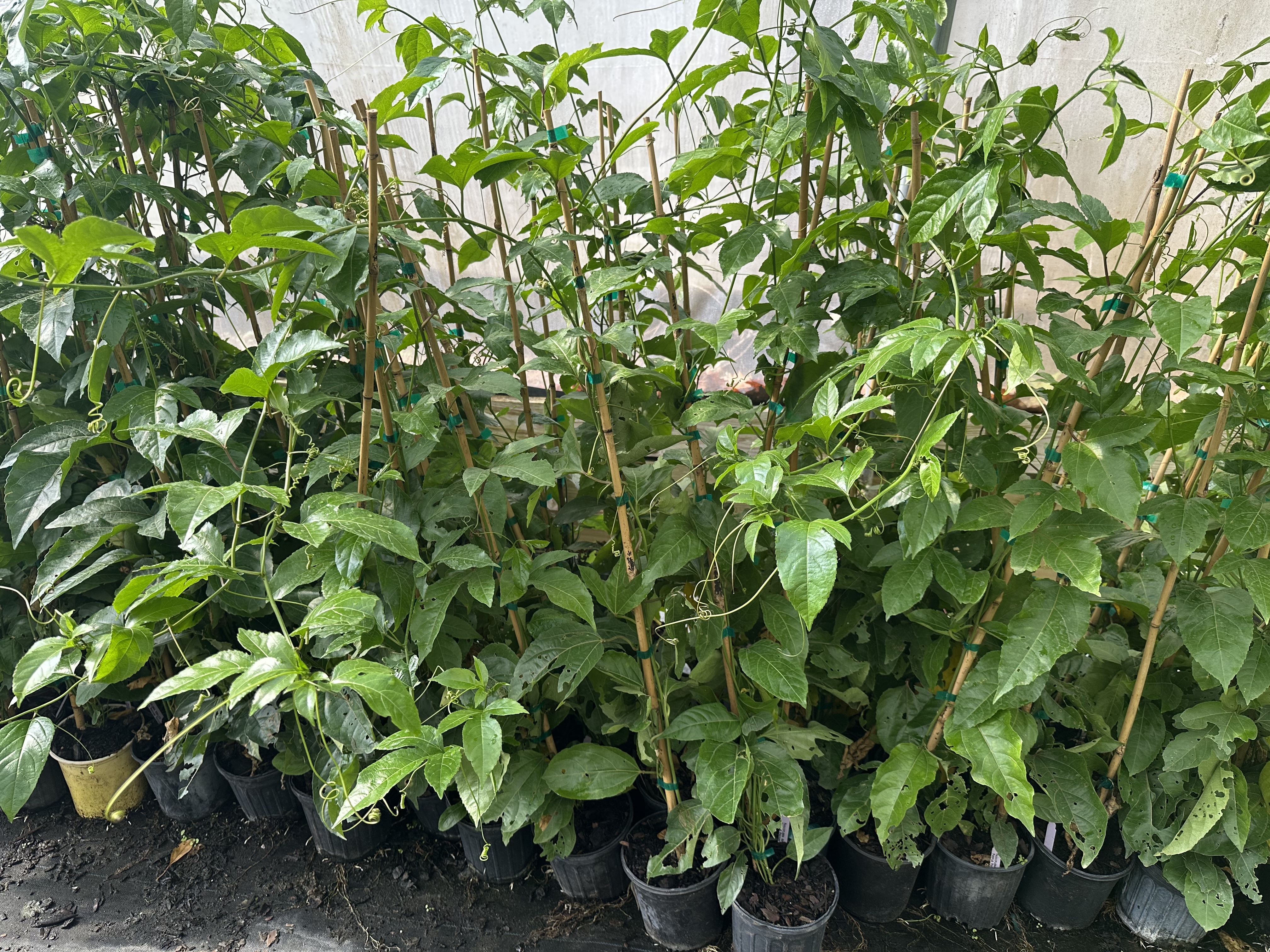 Passion Fruit Plant - Image 3
