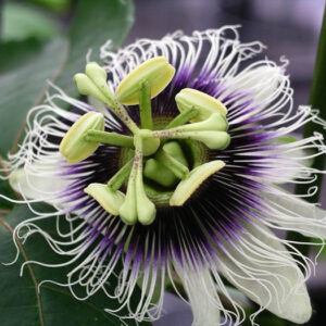 Passion Fruit Plant