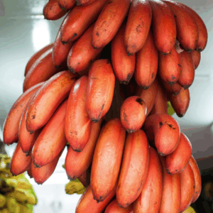Red Cuban Banana Tree