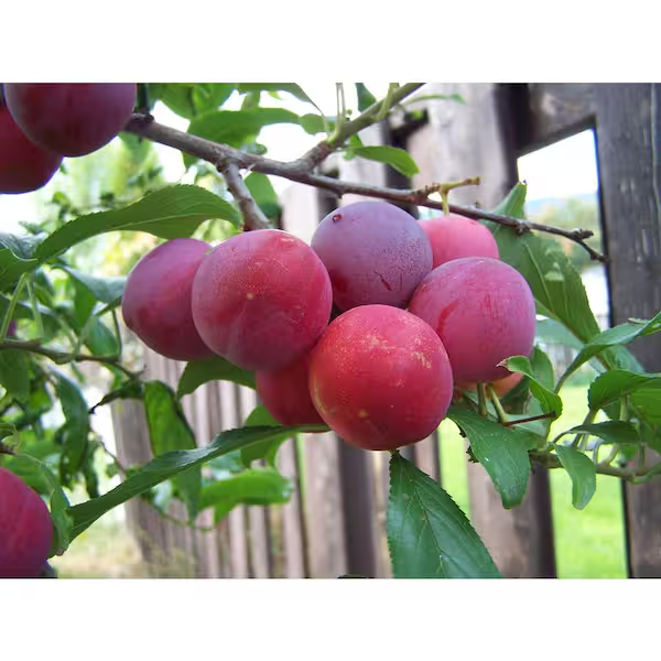 Bubblegum Plum Tree