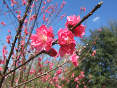 Martha Jane Flowering Nectarine Tree