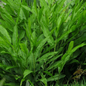 Thai Ginger a.k.a. Galangal Ginger