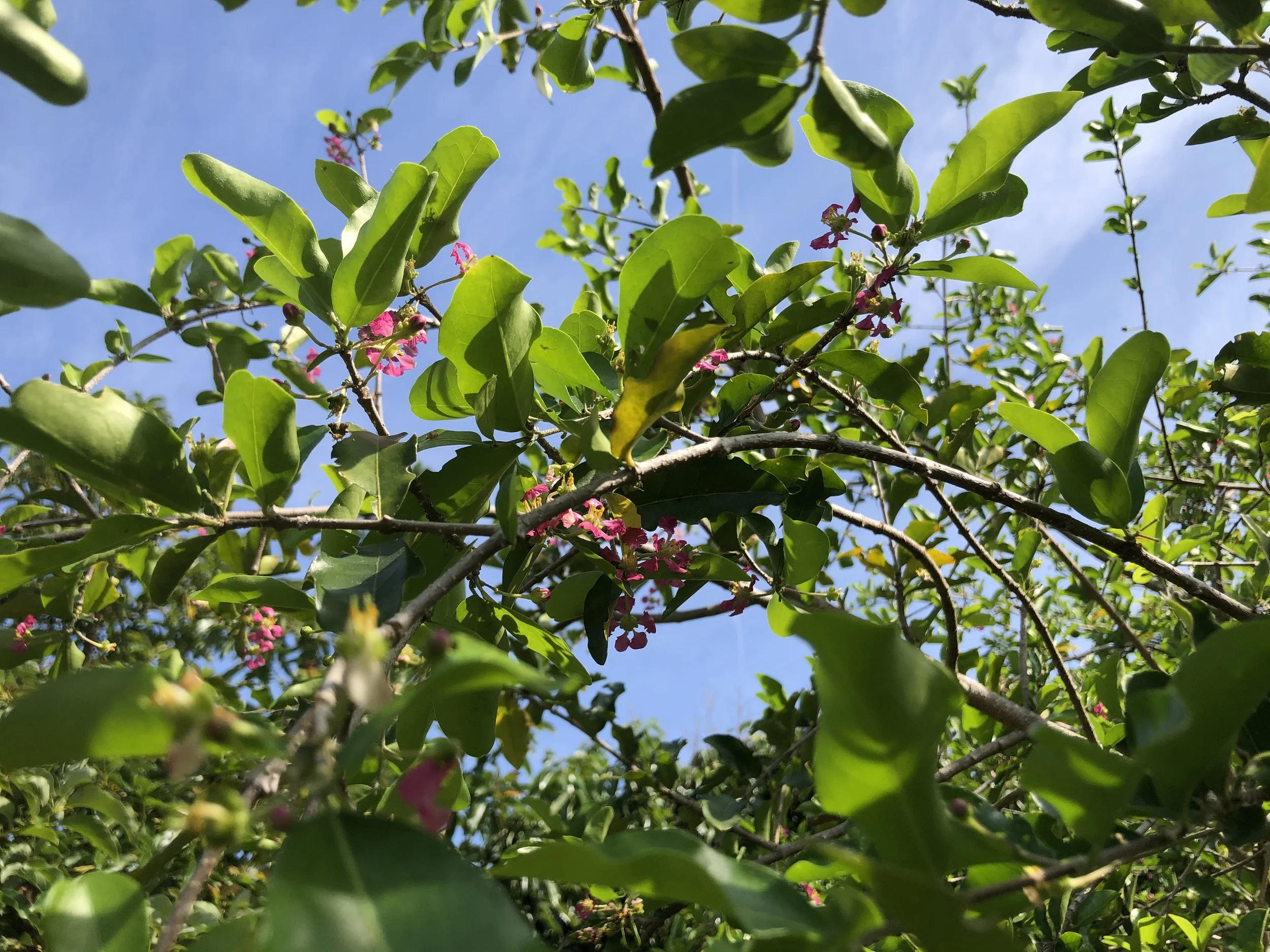 Barbados Cherry - Image 2