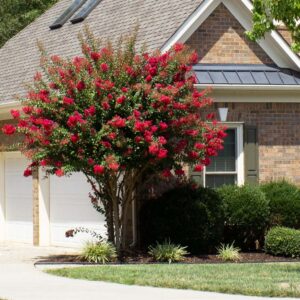 Crape Myrtle Colorama Scarlet