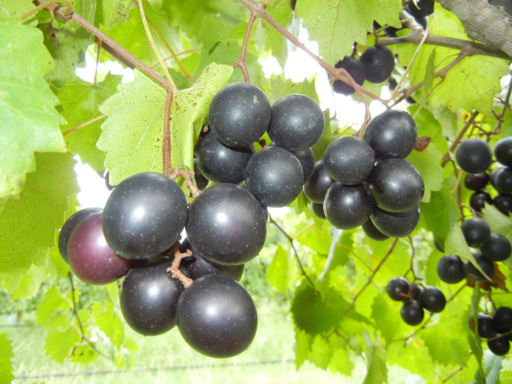 Cowart Muscadine Grape Vine