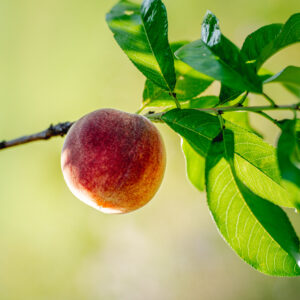 Flordaglo Peach Tree Low Chill