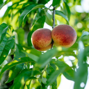 Flordaglo Peach Tree Low Chill