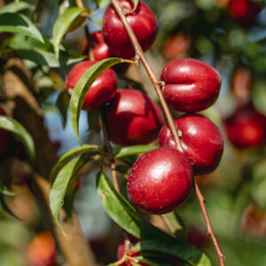 Sunhome Nectarine Tree Low Chill