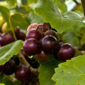 Jumbo Muscadine Grape Vine