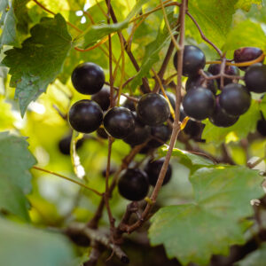Noble Muscadine Grape Vine
