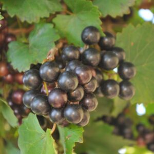 Noble Muscadine Grape Vine