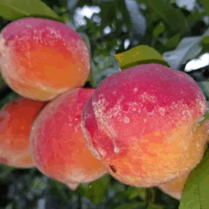 Flordabelle Peach Tree Low Chill