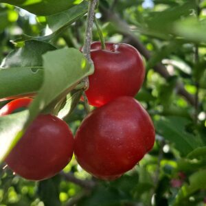 Barbados Cherry
