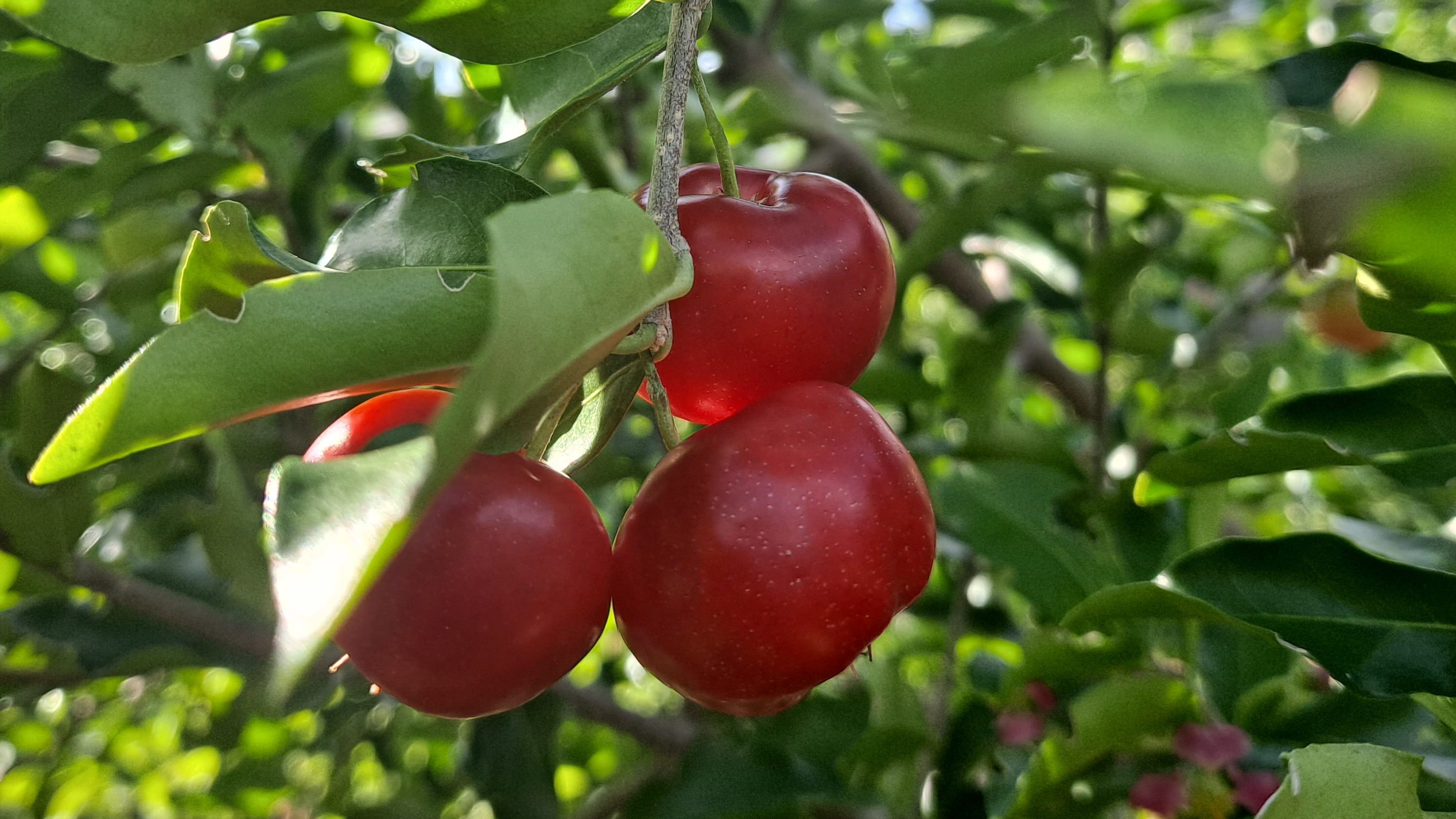 Barbados Cherry
