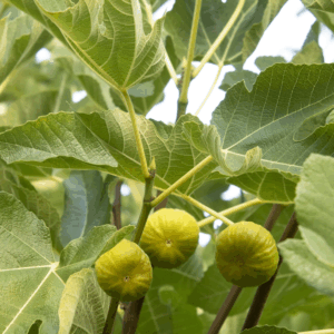 Kadota Fig Tree